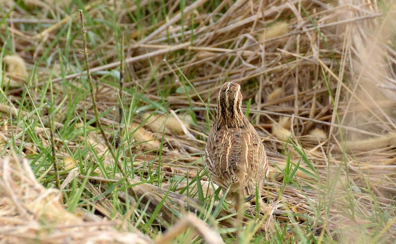 Caille des blésadulte internuptial, identification