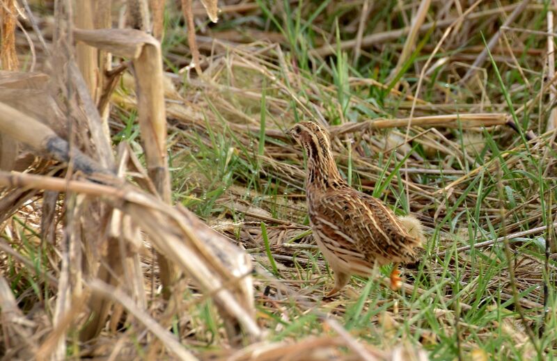 Caille des blésadulte internuptial, identification