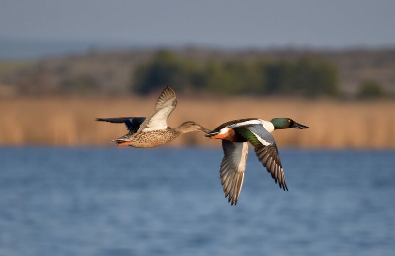 Canard souchet