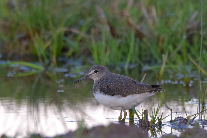 Green Sandpiperadult post breeding, identification