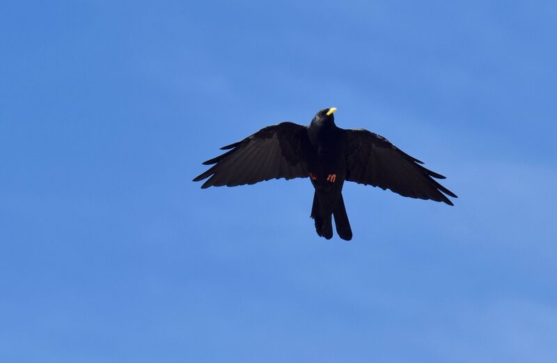 Alpine Choughadult post breeding, Flight