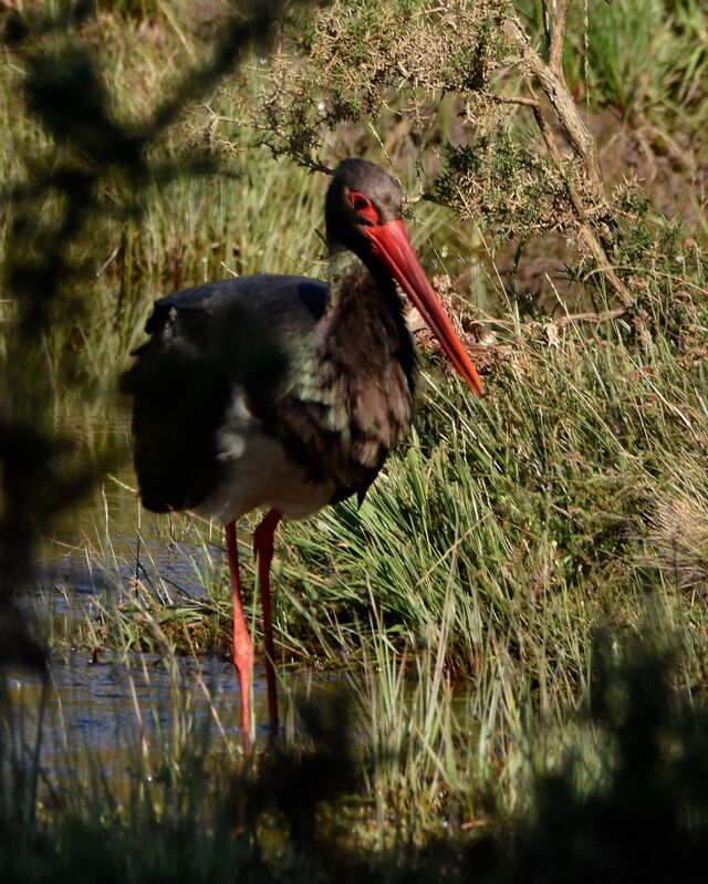 Cigogne noireadulte internuptial, identification, marche