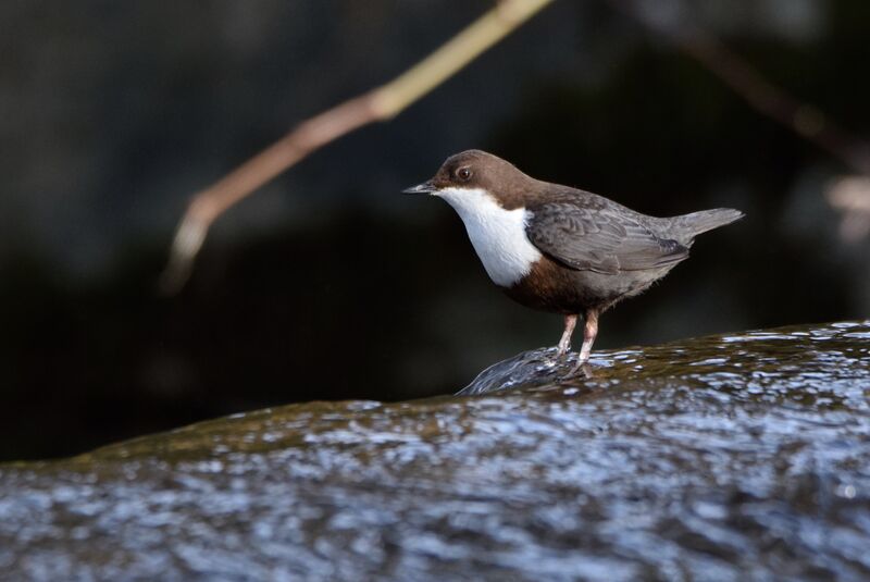 White-throated Dipper male adult breeding, identification