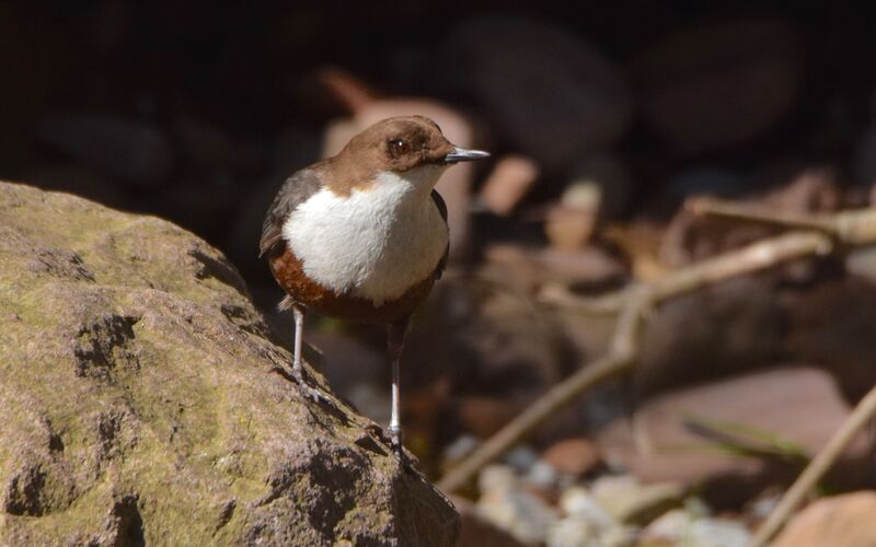 White-throated Dipperadult breeding, identification