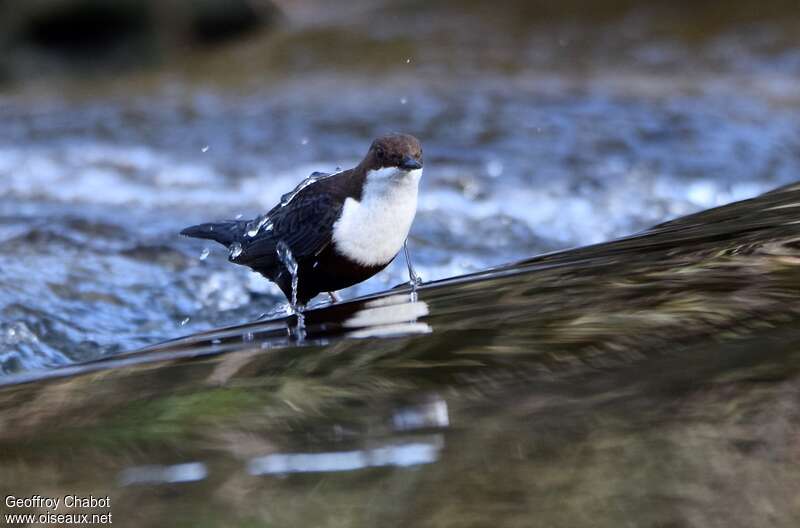 White-throated Dipperadult breeding, walking, fishing/hunting