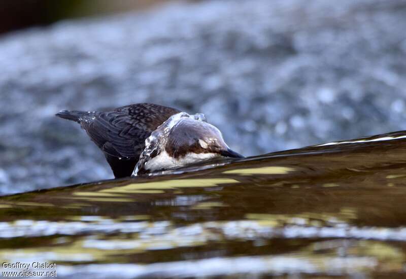 White-throated Dipperadult breeding, identification, fishing/hunting, Behaviour