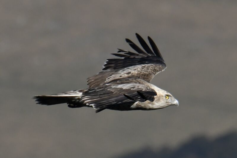 Short-toed Snake Eagle, pigmentation, Flight