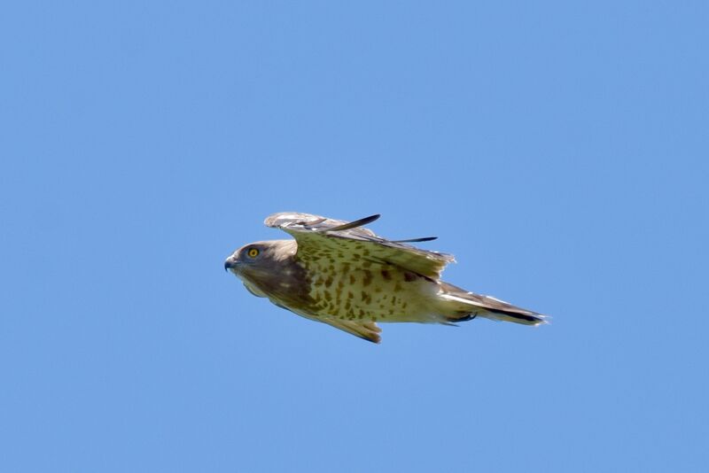 Short-toed Snake Eagleadult breeding, Flight