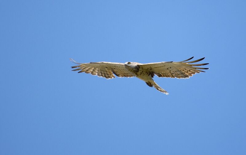 Short-toed Snake Eagleadult breeding, Flight