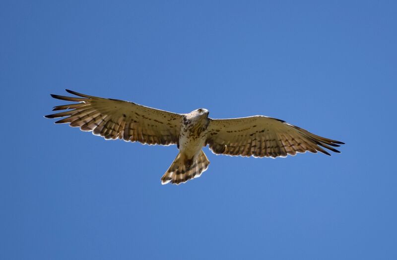 Short-toed Snake Eagle, Flight