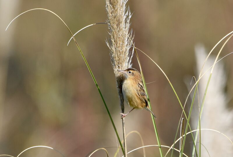 Zitting Cisticolaadult post breeding, identification