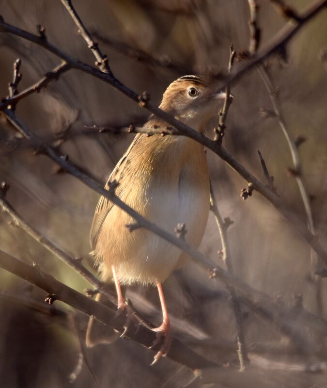 Zitting Cisticolaadult post breeding, camouflage