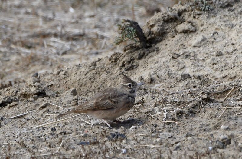 Cochevis de Théklaadulte, identification