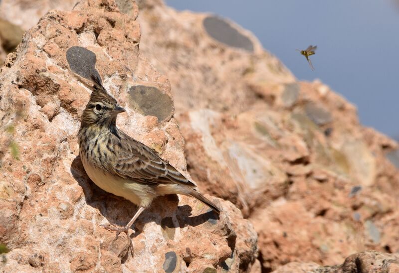 Cochevis huppéadulte internuptial, identification