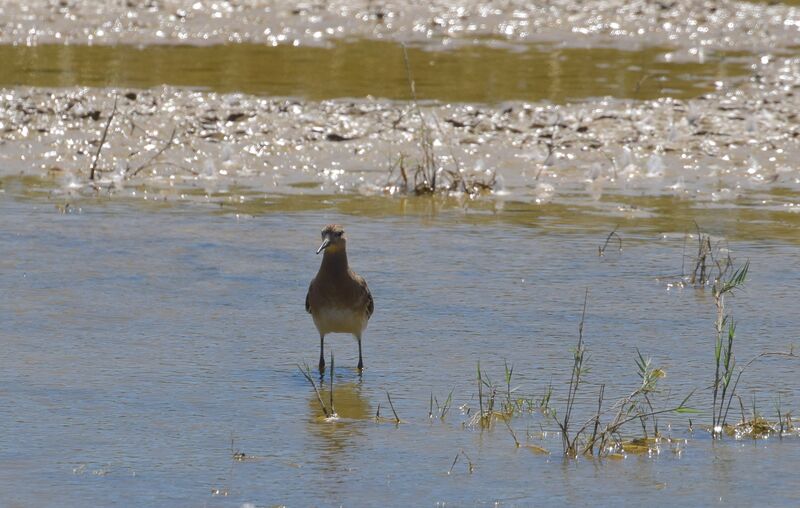 Ruffadult post breeding, identification, walking