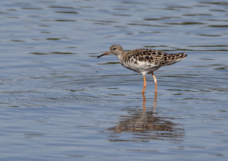 Ruff female adult breeding, identification, walking