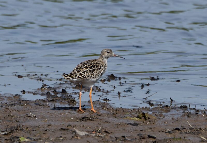 Ruff female adult breeding, identification, walking