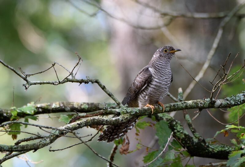 Common Cuckoojuvenile, identification