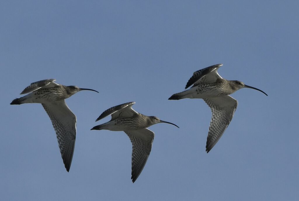 Courlis cendré, Vol