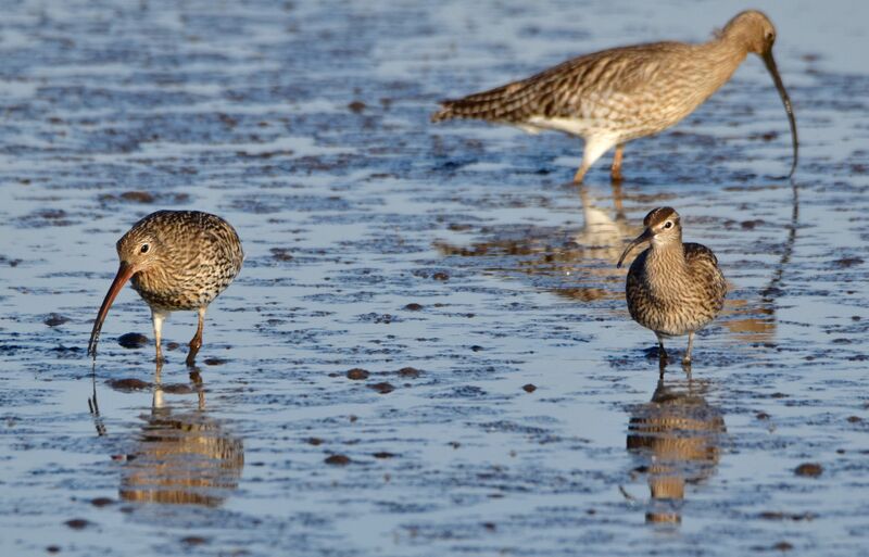 Eurasian Whimbreladult breeding, walking