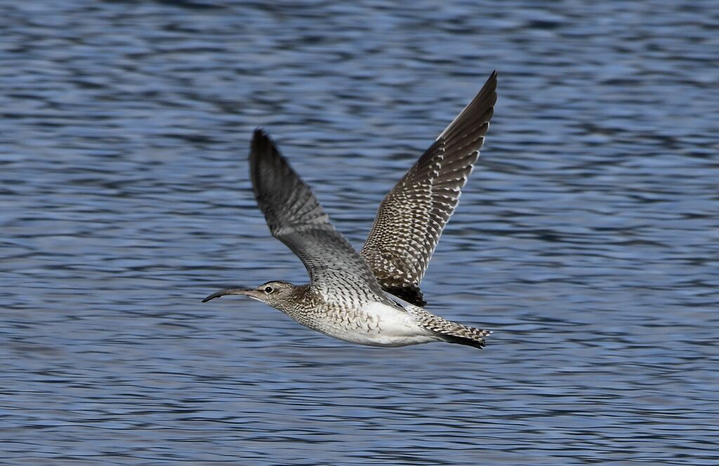 Courlis corlieu, Vol