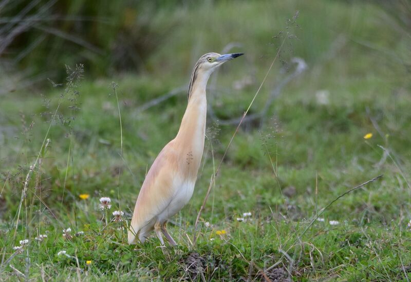 Squacco Heronadult breeding, identification, pigmentation, walking