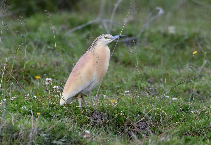 Squacco Heronadult breeding, identification, pigmentation, walking