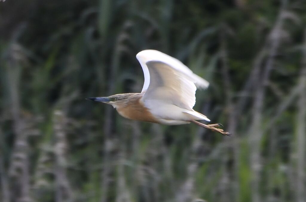 Crabier cheveluadulte nuptial, Vol