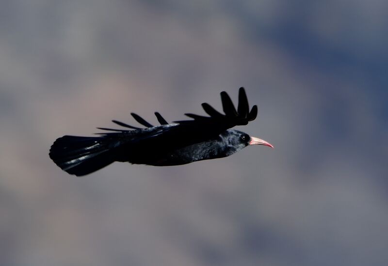 Red-billed Choughadult post breeding, Flight