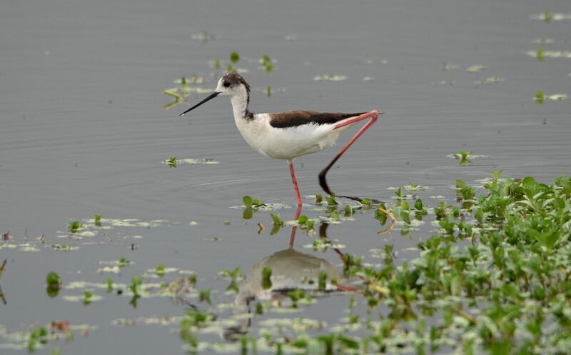 Black-winged Stilt male adult breeding, identification, walking