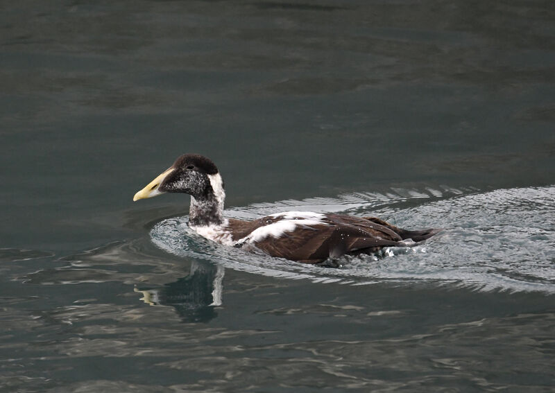 Eider à duvet mâle 1ère année, identification, mue, nage