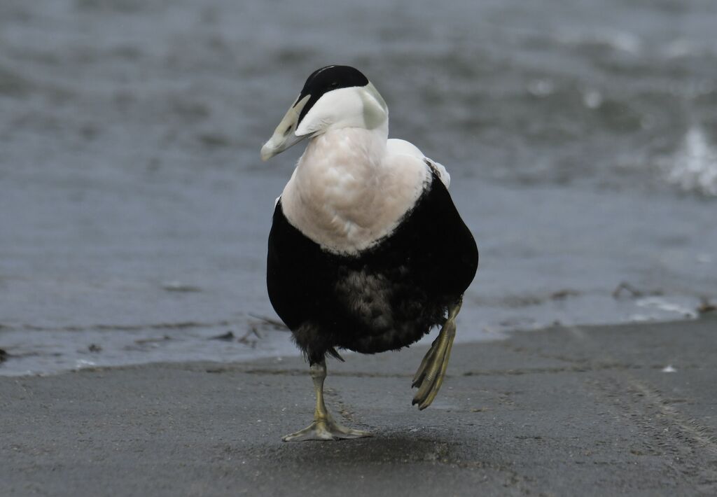 Eider à duvet mâle adulte internuptial, identification, marche