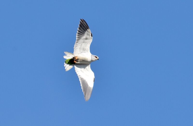 Black-winged Kiteadult breeding, identification, Flight, fishing/hunting