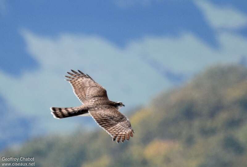 Eurasian Sparrowhawkimmature, Flight, fishing/hunting