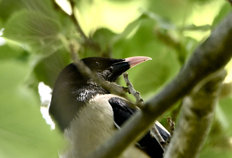 Rosy Starlingadult breeding, close-up portrait