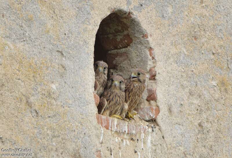 Common Kestrel, habitat, Reproduction-nesting