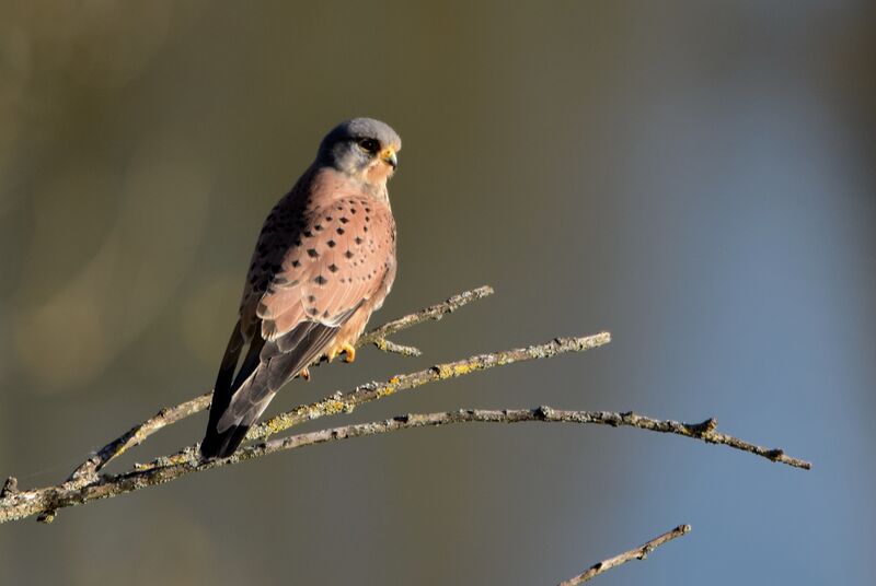 Common Kestrel male adult breeding, identification