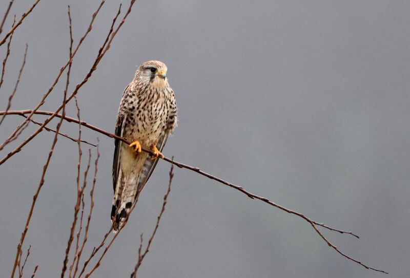 Faucon crécerelleadulte nuptial, identification