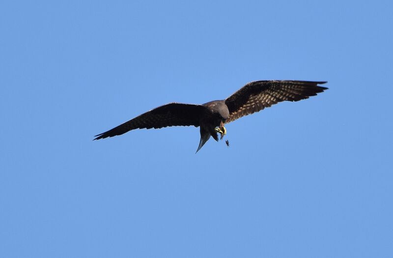 Eleonora's FalconSecond year, pigmentation, Flight, fishing/hunting