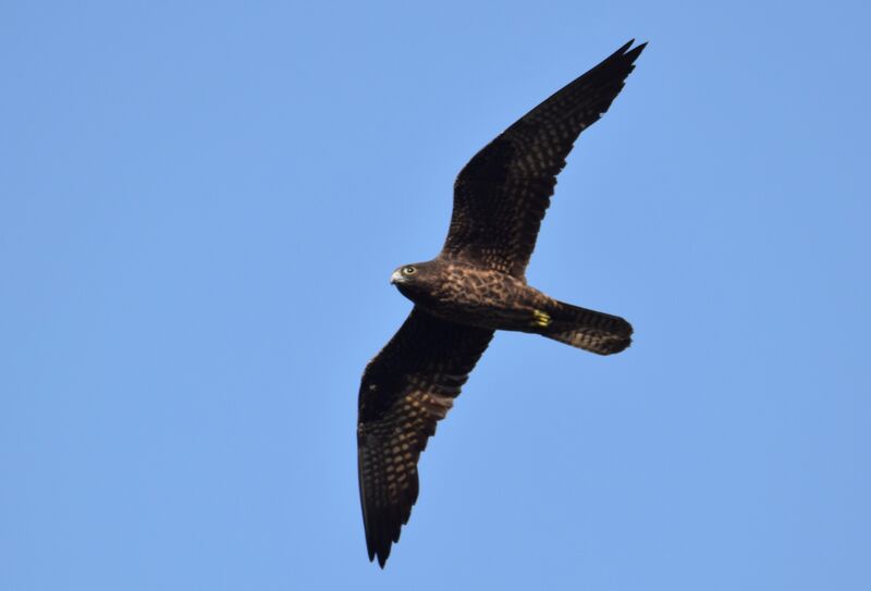 Eleonora's FalconSecond year, pigmentation, Flight, fishing/hunting