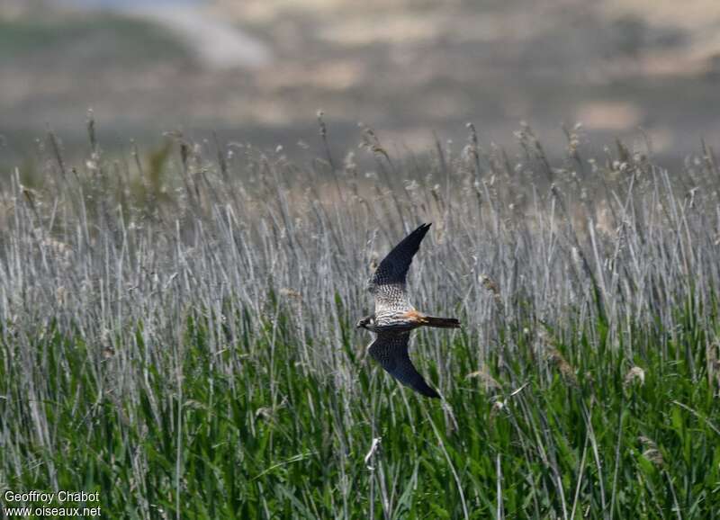 Faucon hobereauadulte, habitat, pêche/chasse