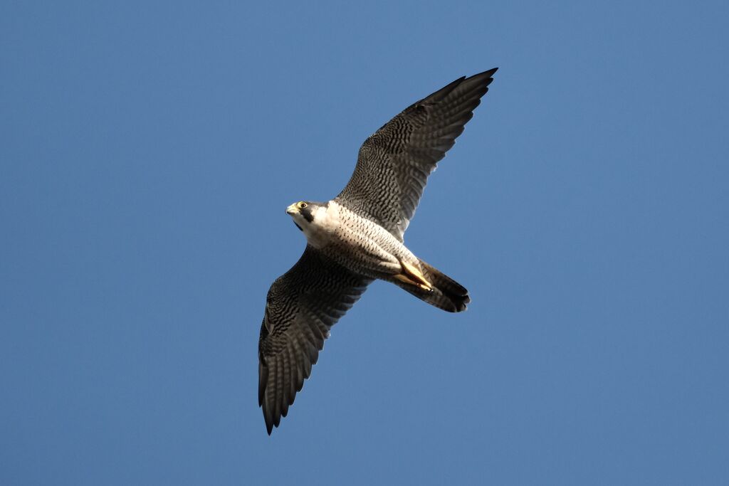 Faucon pèlerin femelle adulte internuptial, Vol