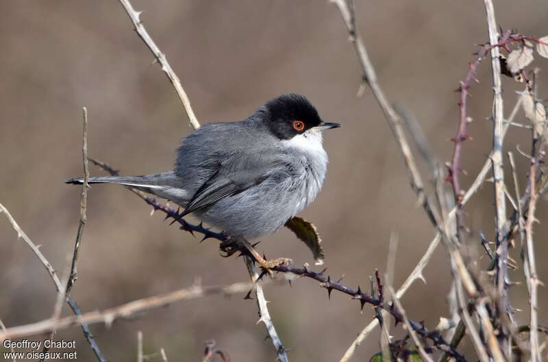 Sardinian Warbler male adult breeding, identification, courting display