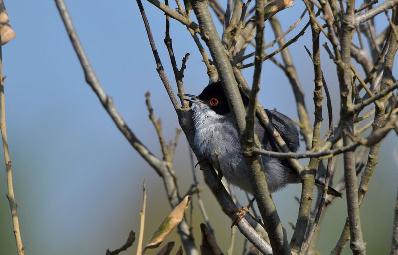 Sardinian Warbler male adult breeding, identification, courting display