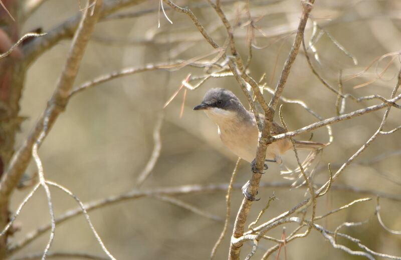 Western Orphean Warblerjuvenile, identification