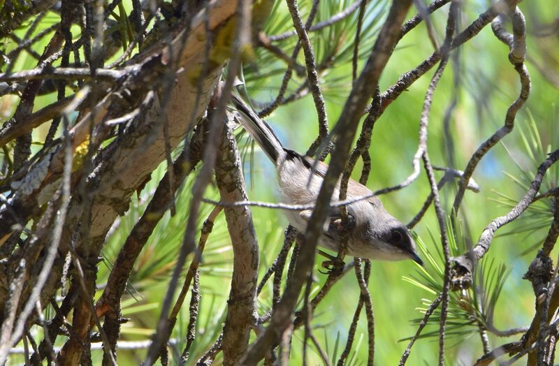 Western Orphean Warbler, identification