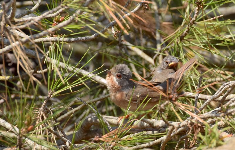 Western Subalpine Warbler, identification