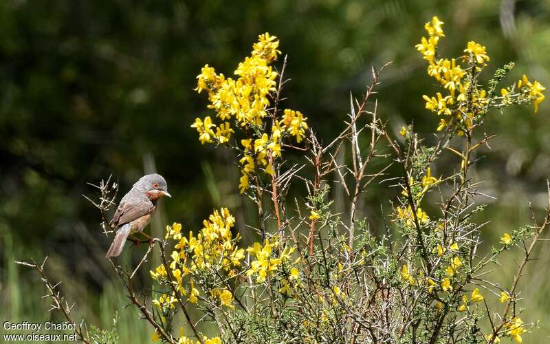 Western Subalpine Warbler male adult breeding, habitat