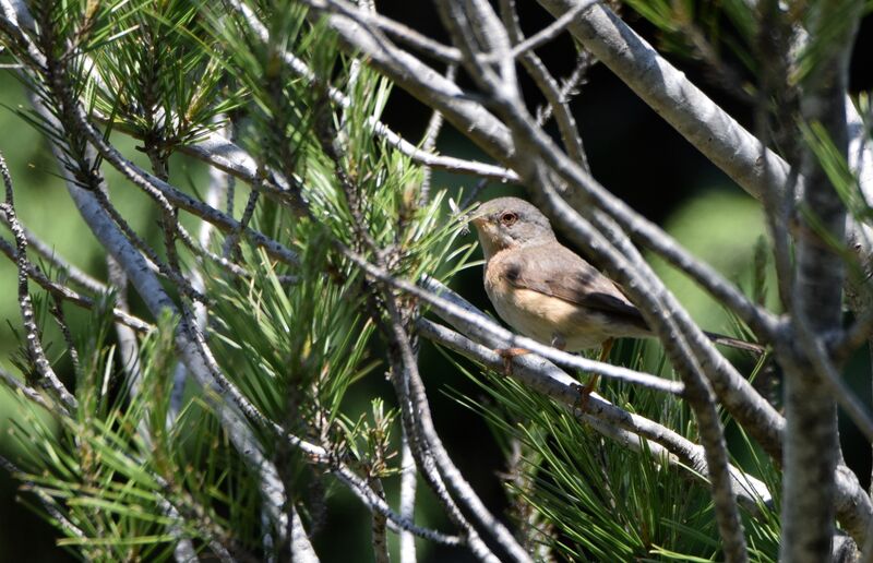 Fauvette passerinette femelle adulte nuptial, identification