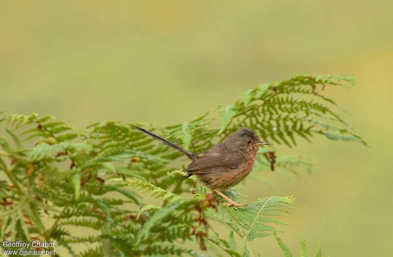 Dartford Warbler female adult post breeding, identification